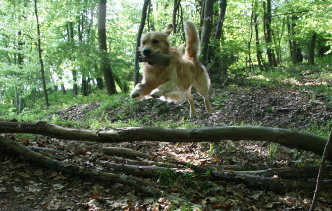 Flying Arko